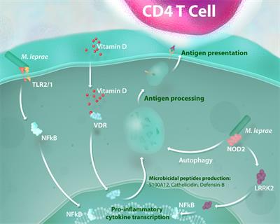 Type I Interferons, Autophagy and Host Metabolism in Leprosy